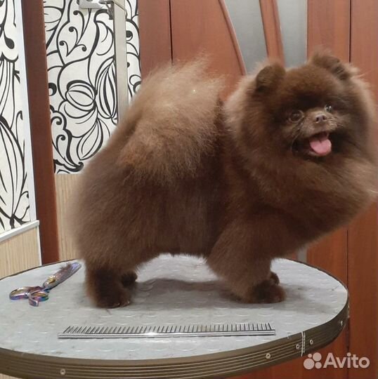 Вязка, ищем невесту