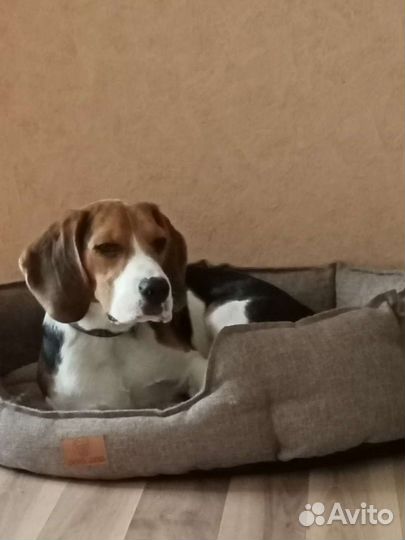 Передержка Собак