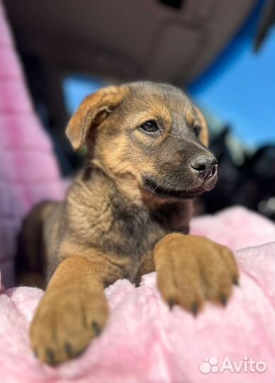 Собака в добрые руки