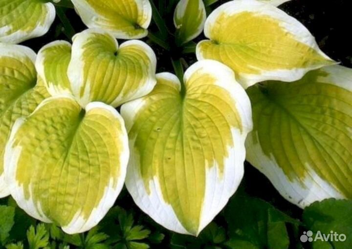 Хосты Дельта Даун