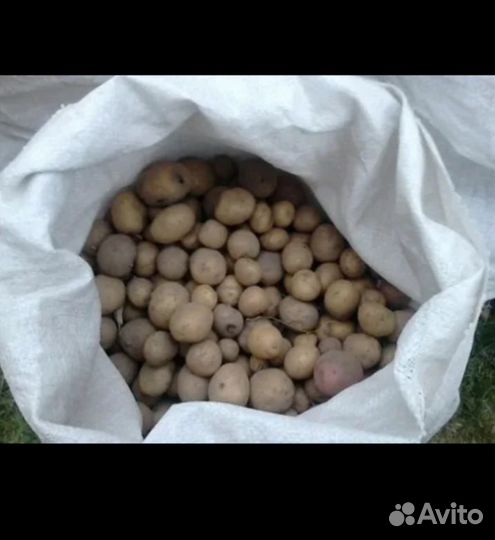 Картофель мелкий на корм животным