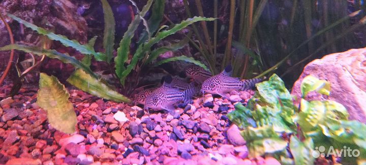 Коридорасы