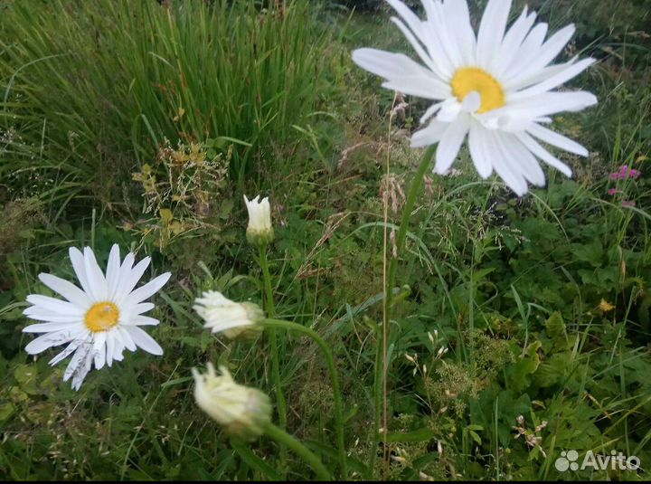 Ромашка садовая, высокая