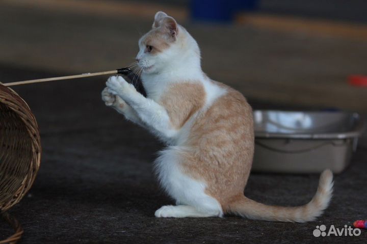 Котик в добрые руки