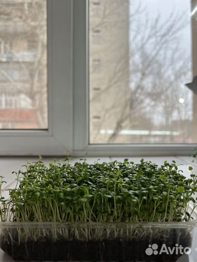 Свежая микрозелень