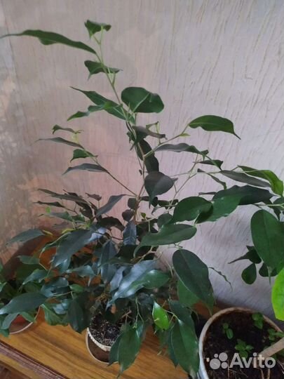 Лимонное дерево