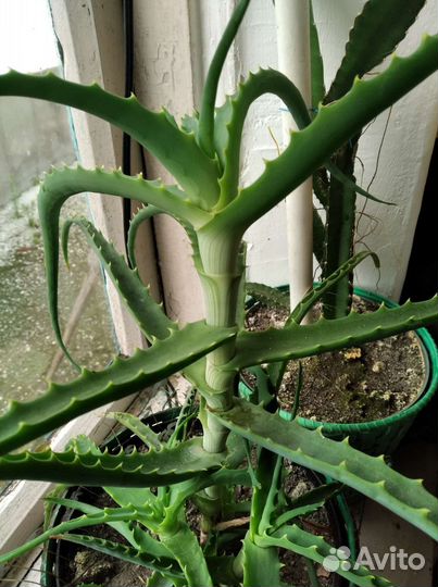 Каменная роза и комнатные цветы