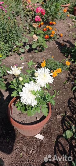 Корейская хризантема