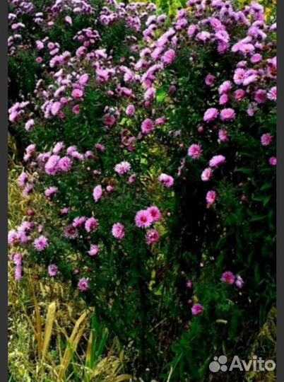 Астра садовая