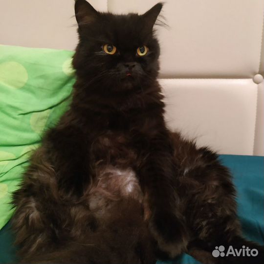 Передержка животных, выгул собак