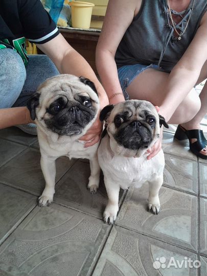 Щенки мопса