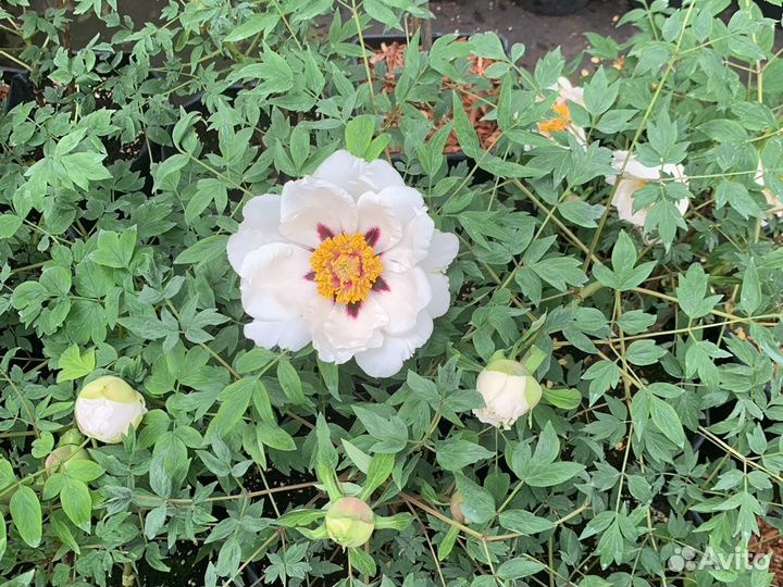 Пион древовидный