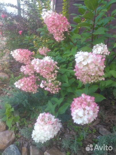 Растения садовые многолетние