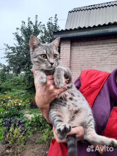 Кошка в добрые руки