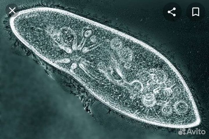 Дафния, инфузория, аулофорус, нематода, тетрамин