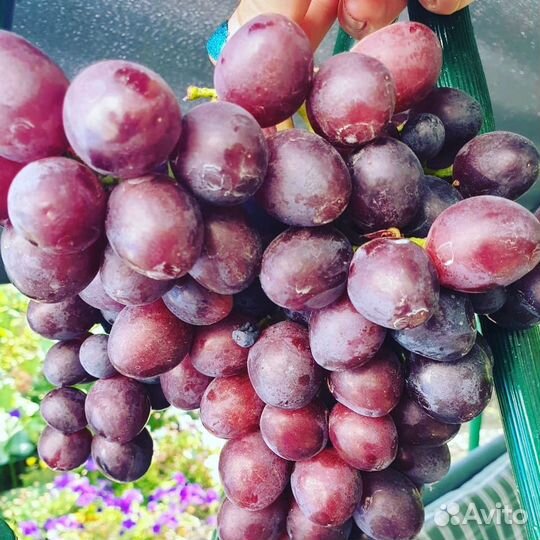 Виноград(черенки)