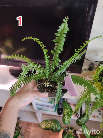 Папоротник Грин момент
