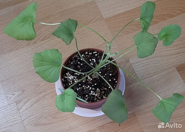 Пеларгонии