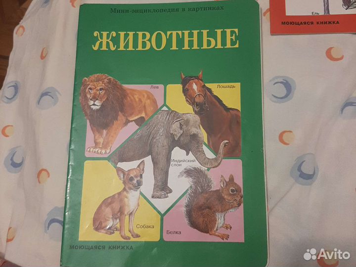 Мини-энциклопедия в картинках