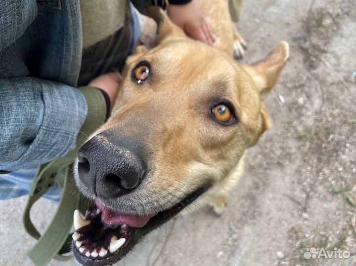 Собаку Арчи оставили из-за переезда