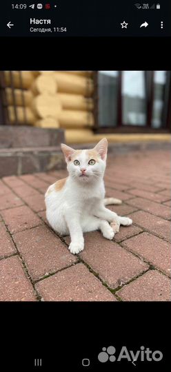 Отдам кошку в добрые руки
