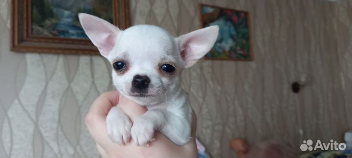 3 щенка чихухуа мини