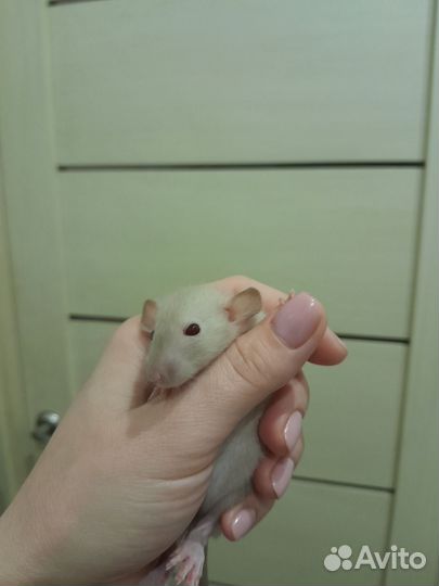 Крысята дамбо