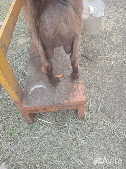 Высокоудойные альпийские козы распродаю