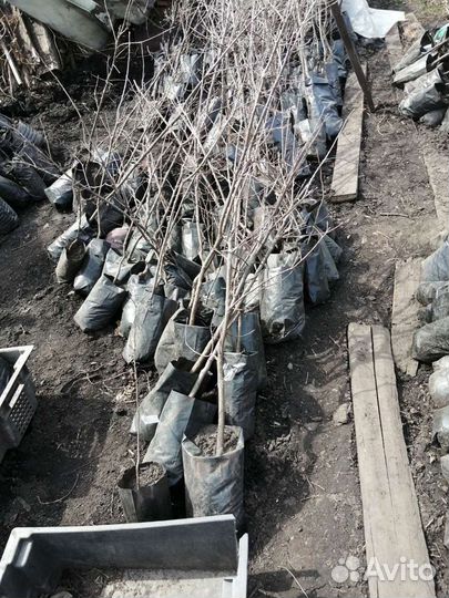 Саженцы дуба черешчатого