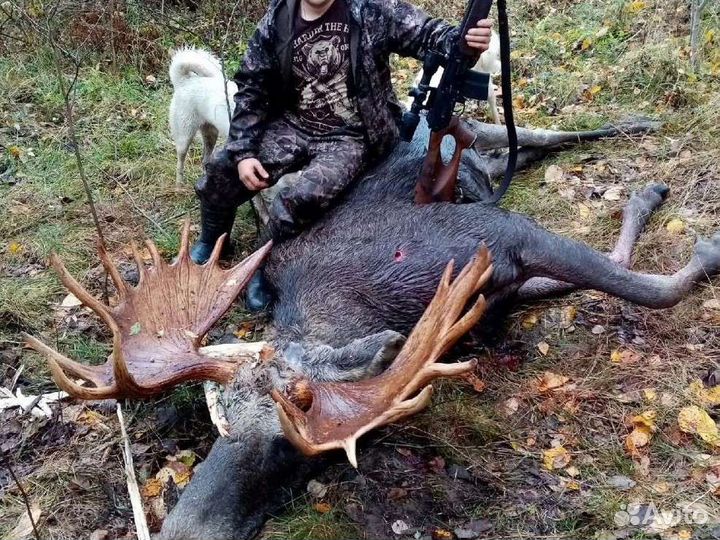 Чучело головы лося