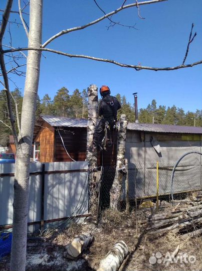 Спил деревьев