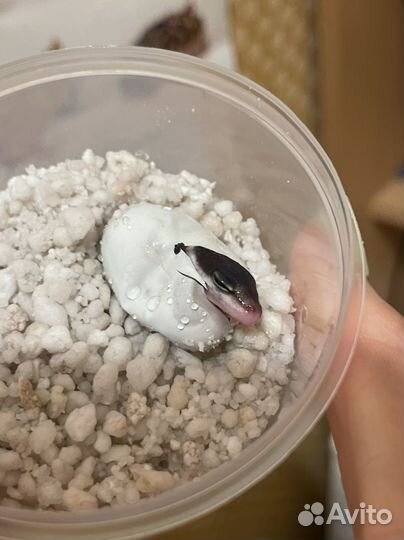 Самодельный инкубатор для рептилий