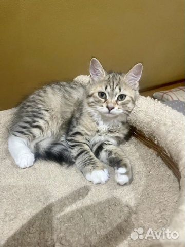 Шикарные сибирские котята объявление продам