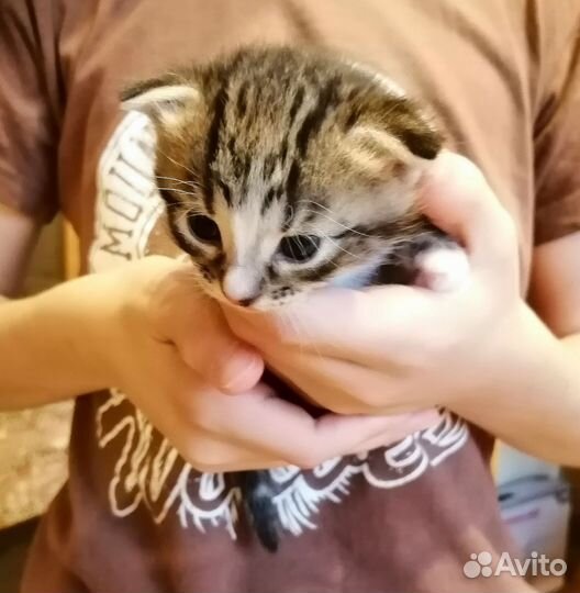 Очаровательные котята