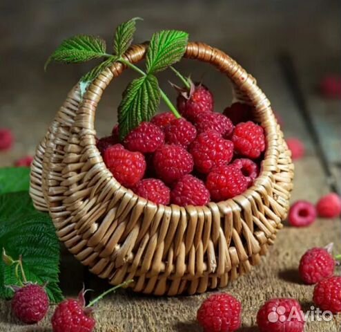 Ягода жимолость и др. с доставкой на Правый Берег