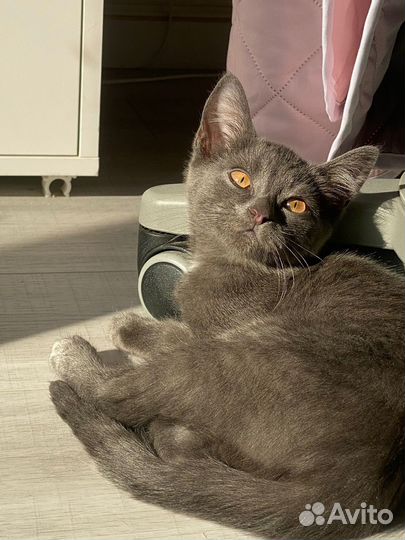 Невозможной красоты котенок нибелунг ищет дом