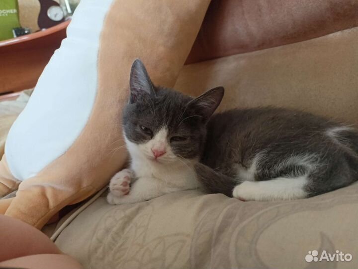 Кошка