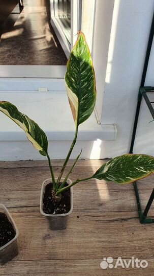 Спатифиллум домино