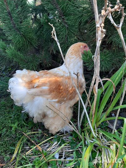 Куры Брама Лимон