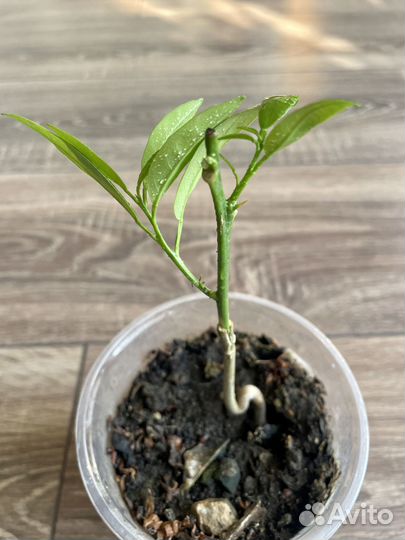 Цитрусы привитые