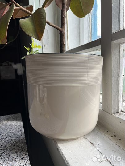Фикус в новом, большом горшке