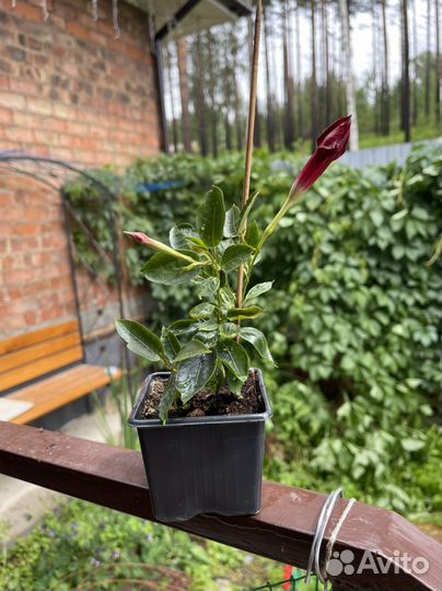 Дипладения