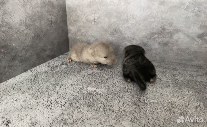 Шиншиллы