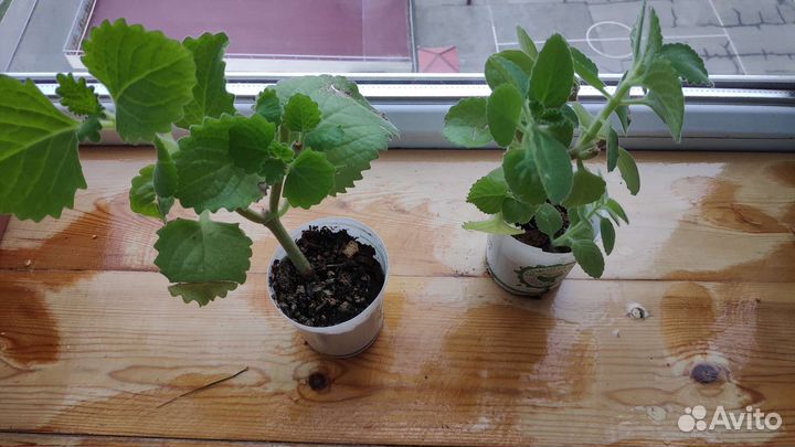 Пеларгония герань