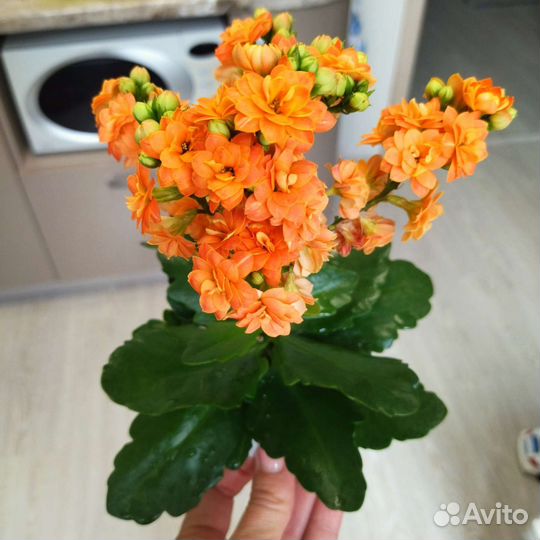 Каланхоэ цветущий