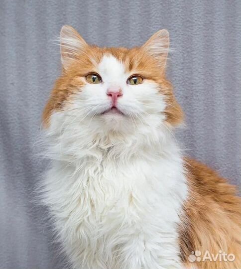 Самый человечный котик Еврик ждёт семью