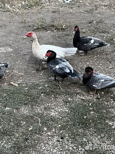 Мускусные утки на мясо