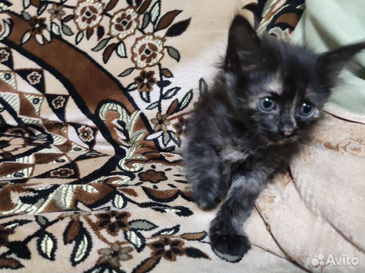Кошка в дар