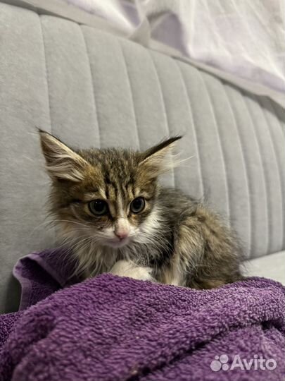 Ищу хозяев котику