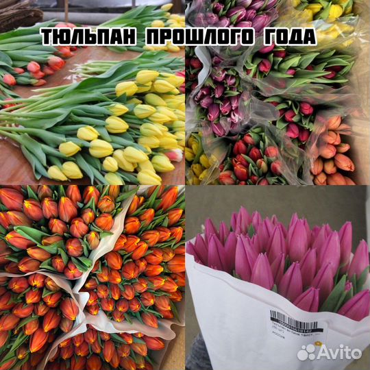 Тюльпаны оптом от производителя